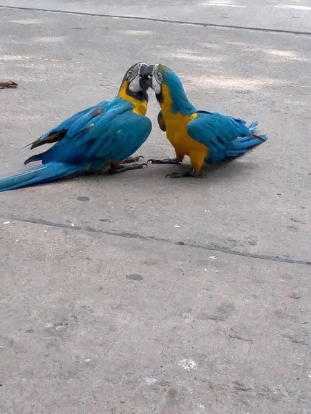Dois Papagaios Arara Brincando Chão — Fotografia de Stock