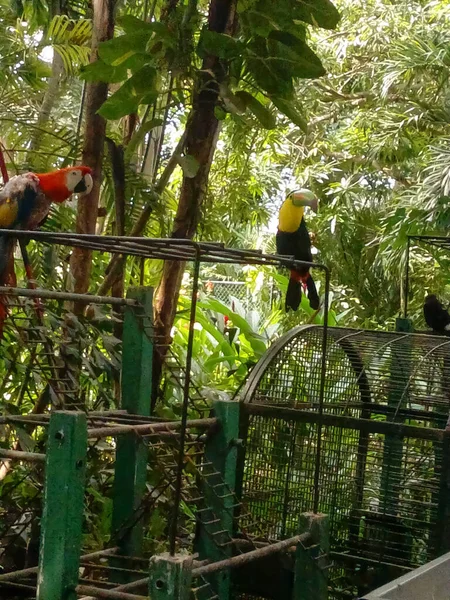 Банкнота Папуга Сидить Металевій Підставці Зоопарку — стокове фото