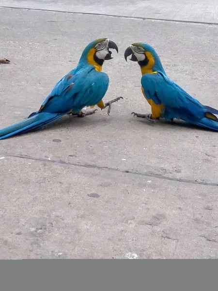 Дві Макаронні Папуги Грають Підлозі — стокове фото