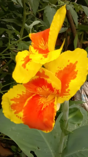 Flor Canna También Llamada Lirio Canna Jardín Hermosas Flores Tropicales — Foto de Stock