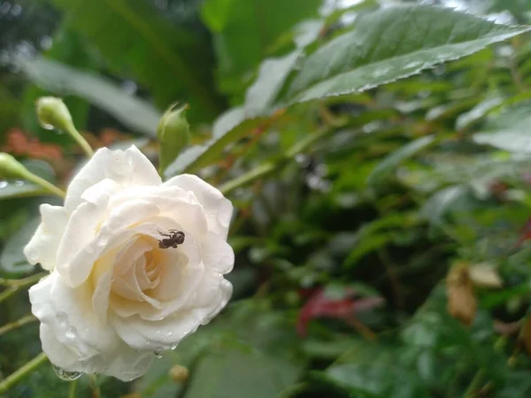 Bal Arısı Tozlaşıyor Beyaz Gül Çiçeğinden Nektar Topluyor — Stok fotoğraf