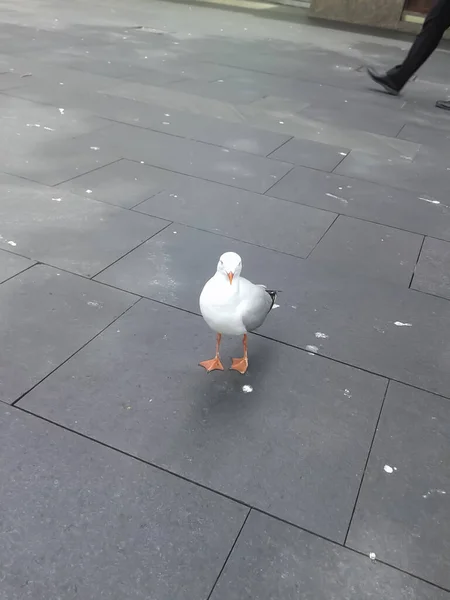 Yerde Oturan Bir Martı Sydney Den Bir Manzara — Stok fotoğraf