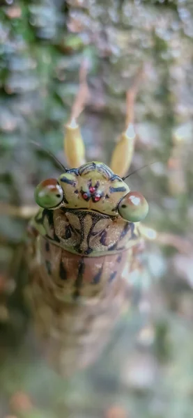 Bug Cicada Inseto Cicada Foco Seletivo Olhos Cigarro Borrão Fundo — Fotografia de Stock