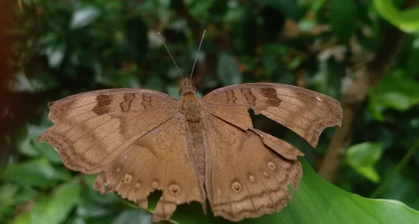 Papillon Brun Sur Plante Avec Des Ailes Endommagées — Photo