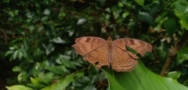 Papillon Brun Sur Plante Avec Des Ailes Endommagées — Photo