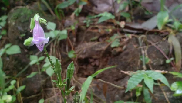 Fleur Violette Sauvage Vue Rapprochée — Photo