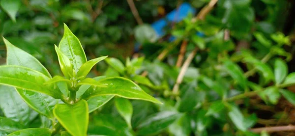 Hojas Jóvenes Una Planta Vista Cerca — Foto de Stock