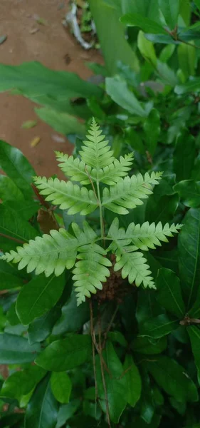 植物の美しい緑の葉 — ストック写真