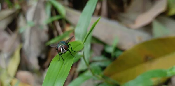 Grande Mouche Maison Sur Une Feuille — Photo