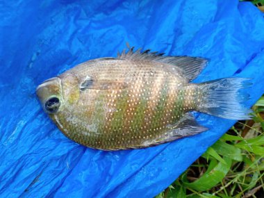 Kerala Hindistan 'da İnci Benekli Balık / Karimeen / Yeşil Kromit.