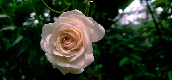 Rose Blanche Fleur Vue Rapprochée — Photo