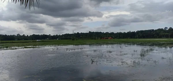 Campo Arroz Inundado Com Água Sob Céu Nublado Uma Vista — Fotografia de Stock