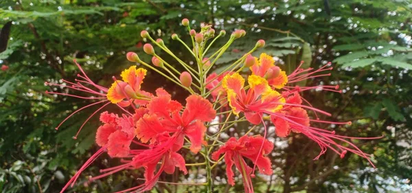 Caesalpinia Pulcherrima Jest Gatunkiem Rośliny Kwitnącej Rodzinie Grochu Fabaceae Pochodzi — Zdjęcie stockowe