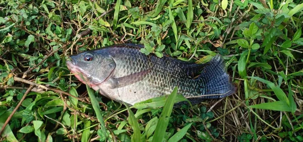 Tilapia Fisk Fångad Fiskeredskap — Stockfoto