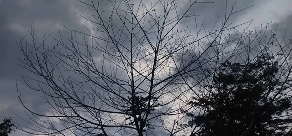 Дерево Листьев Летнее Облачное Небо — стоковое фото