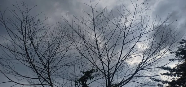 Uma Árvore Sem Folhas Durante Verão Céu Nublado — Fotografia de Stock