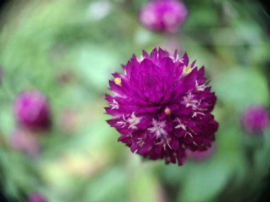 Canlı mor bir Globe Amaranth (Gomphrena) çiçeğinin, eşsiz, küresel şeklini ve karmaşık dokusunu gözler önüne seren, çarpıcı Mor Küre Çiçeği..