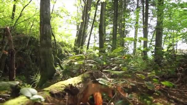 Ferns Vegation Old Growth Forest Vancouver Island Canada — Stock video