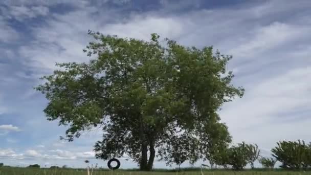 Zeitraffer Einer Reifenschaukel Einem Baum Einem Windigen Tag Ohne Menschen — Stockvideo