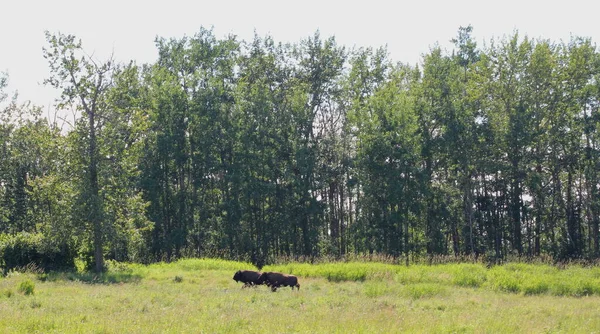 エルク島国立公園アルバータ州カナダ 2020年6月7日 自然の生息地に戻って再導入された後 バイソンは自由に歩き回り キャンパーやエコツーリズムのために過去の珍しい垣間見ることができます — ストック写真