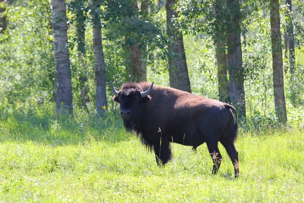 Elk Island National Park Alberta Canada June 2020 Bison Roam — 图库照片