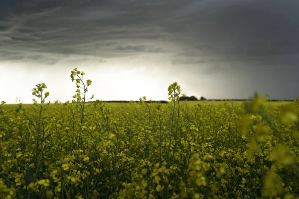 Blommande Gul Canola Fält Vid Solnedgången Med Sommarstorm Närmar Sig — Stockfoto