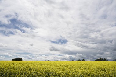 Rocky View County Alberta Canada 'da dramatik bulutlu bir gökyüzü ile gün batımında açan sarı Canola tarlası..