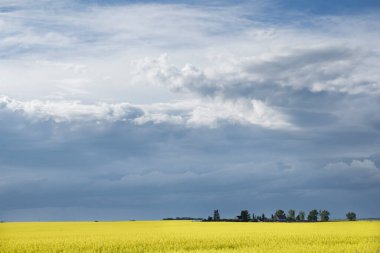 Batı Kanada 'da çiçek açan sarı kanola tarlasında çayır fırtınası bulutları oluşur..