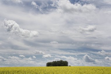 Rocky View County Alberta Canada 'da dramatik bulutlu bir gökyüzü ile gün batımında açan sarı Canola tarlası..