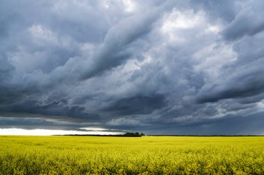 Batı Kanada 'da çiçek açan sarı kanola tarlasında çayır fırtınası bulutları oluşur..