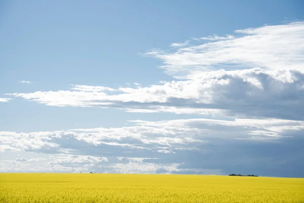 ロッキービュー郡の劇的な曇り空と日没の黄色の菜の花 Alberta Canada — ストック写真