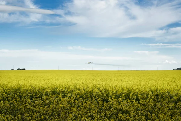 A crop duster flying low sprays a blooming yellow canola field in Rocky View County Canada.