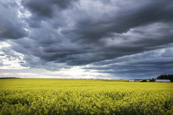 Prairie Storm Moln Bildas Över Blommande Gul Raps Fält Västra — Stockfoto