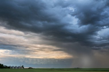 Rocky View County Alberta 'daki bir kanola tarlasında Kanada ovalarında fırtına bulutları oluşuyor..
