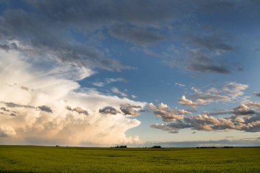 Rocky View County Alberta 'daki bir kanola tarlasında Kanada ovalarında fırtına bulutları oluşuyor..