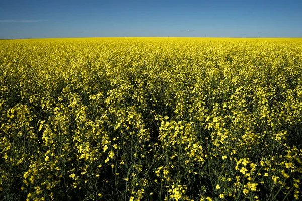 Canola Field Blossom Canadian Prairies Rocky View County Alberta — Stock Photo, Image