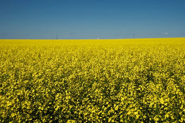 Canola Pole Květu Kanadské Prérie Rocky View County Alberta — Stock fotografie