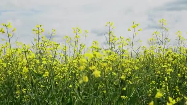 Campos Canola Amarelo Florescendo Antes Colheita Verão Nas Pradarias Canadenses — Vídeo de Stock