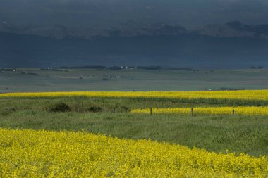 Sarı kanola tarlası Batı Kanada 'da Alberta ovalarında yaz hasadı sırasında çiçek açıyor. .