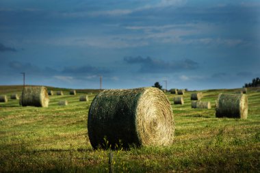Round bales of hay sit on a field during summer harvest in Rocky View County Alberta Canada. clipart