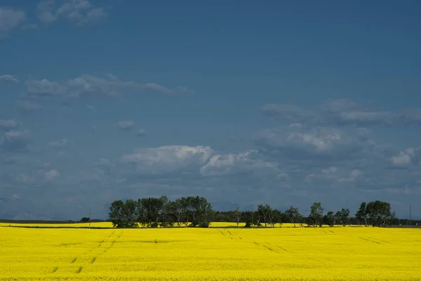 Campo Colza Gialla Fioritura Durante Raccolto Estivo Canada Occidentale Sulle — Foto Stock