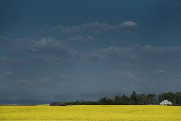 Gul Raps Fält Blommar Sommaren Skörd Västra Kanada Alberta Prärierna — Stockfoto