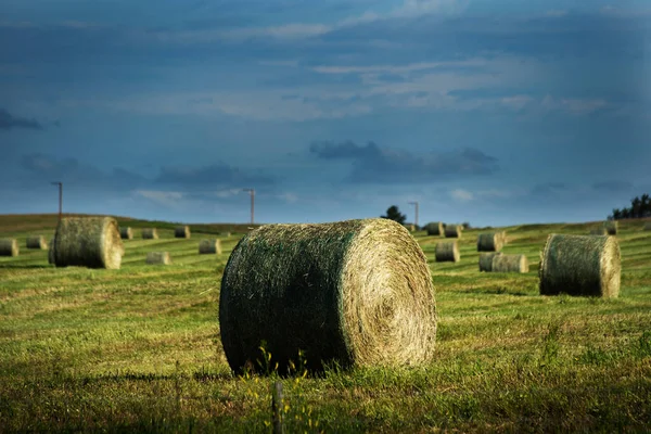加拿大艾伯塔省洛基视图县夏季收获季节 一捆捆捆的干草坐在田里 — 图库照片