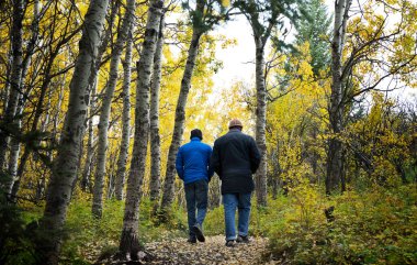 Big Hill Springs İl Parkı Alberta 'daki ormanda sonbahar renkleriyle yürüyen iki kişi..