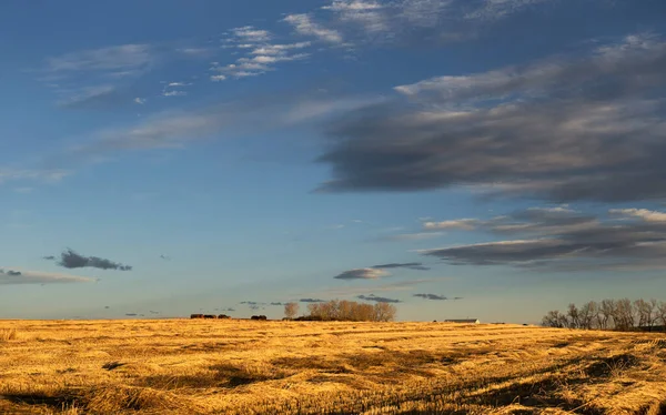 Rocky View County Alberta Canada 'da elektrik direkleri olan kırsal bir yolun yanındaki batık bir tarlada sabah güneşi doğuyor.