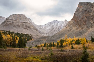 Banff Alberta yakınlarındaki Kanada Rocky Dağları 'nda sonbahar renklerinde karaçam ağaçları.
