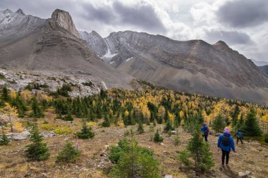 Banff Alberta yakınlarındaki Kanada Rocky Dağları 'nda sonbahar renklerinde karaçam ağaçları.