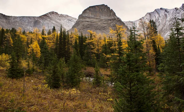 Mélèzes Aux Couleurs Automnales Dans Les Montagnes Rocheuses Canadiennes Près — Photo