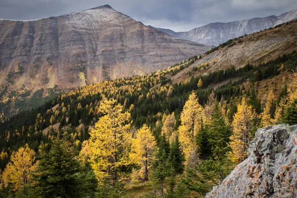 Lariksbomen Herfstkleuren Canadese Rocky Mountains Bij Banff Alberta — Stockfoto