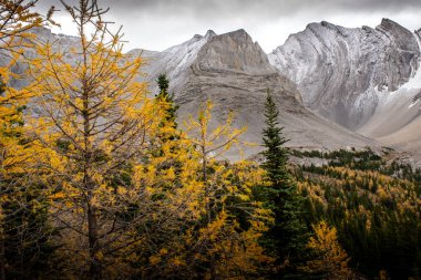 Banff Alberta yakınlarındaki Arethusa Sirki 'nde yapılan yürüyüş sırasında sonbahar renklerinde karaçam ağaçları